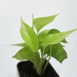 Money Plant Golden With Self Watering Pot.