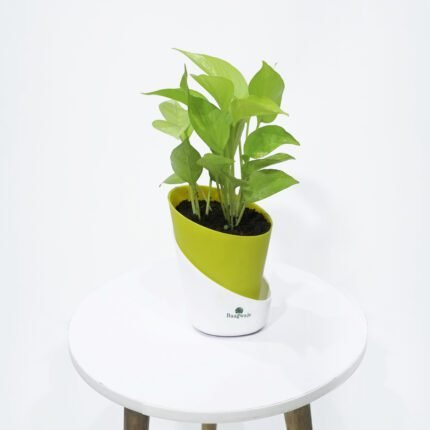 Money Plant Golden With Self Watering Pot