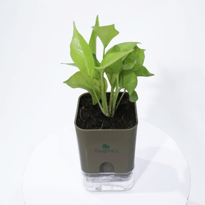 Money Plant Golden With Self Watering Pot..