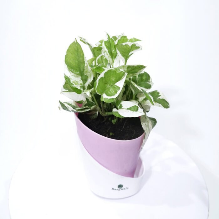 Money Plant N' Joy With Sellf Watering Pot (Pink)..