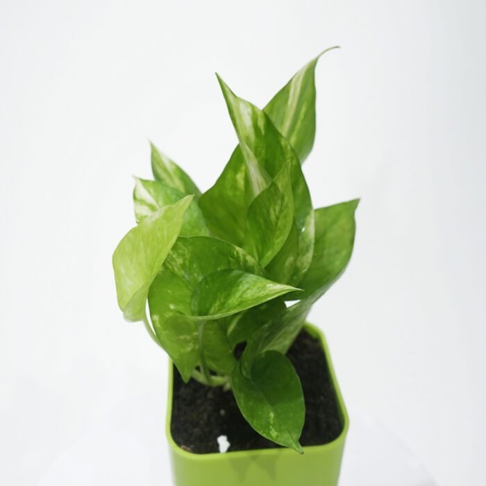 Money Plant Variegated With Self Watering Pot.