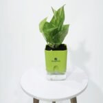 Money Plant Variegated With Self Watering Pot
