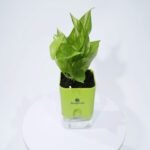 Money Plant Variegated With Self Watering Pot.