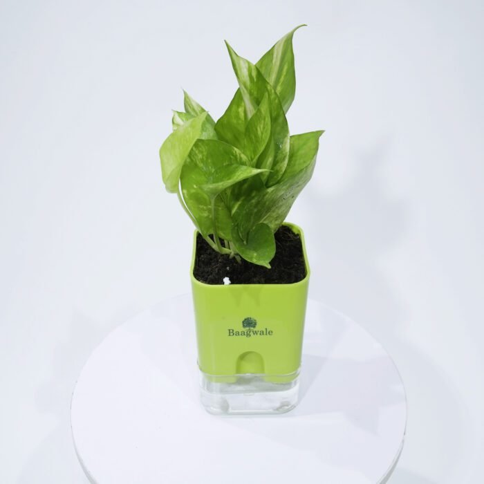 Money Plant Variegated With Self Watering Pot.