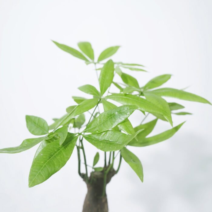 Pachira Money Plant Single Head (4)