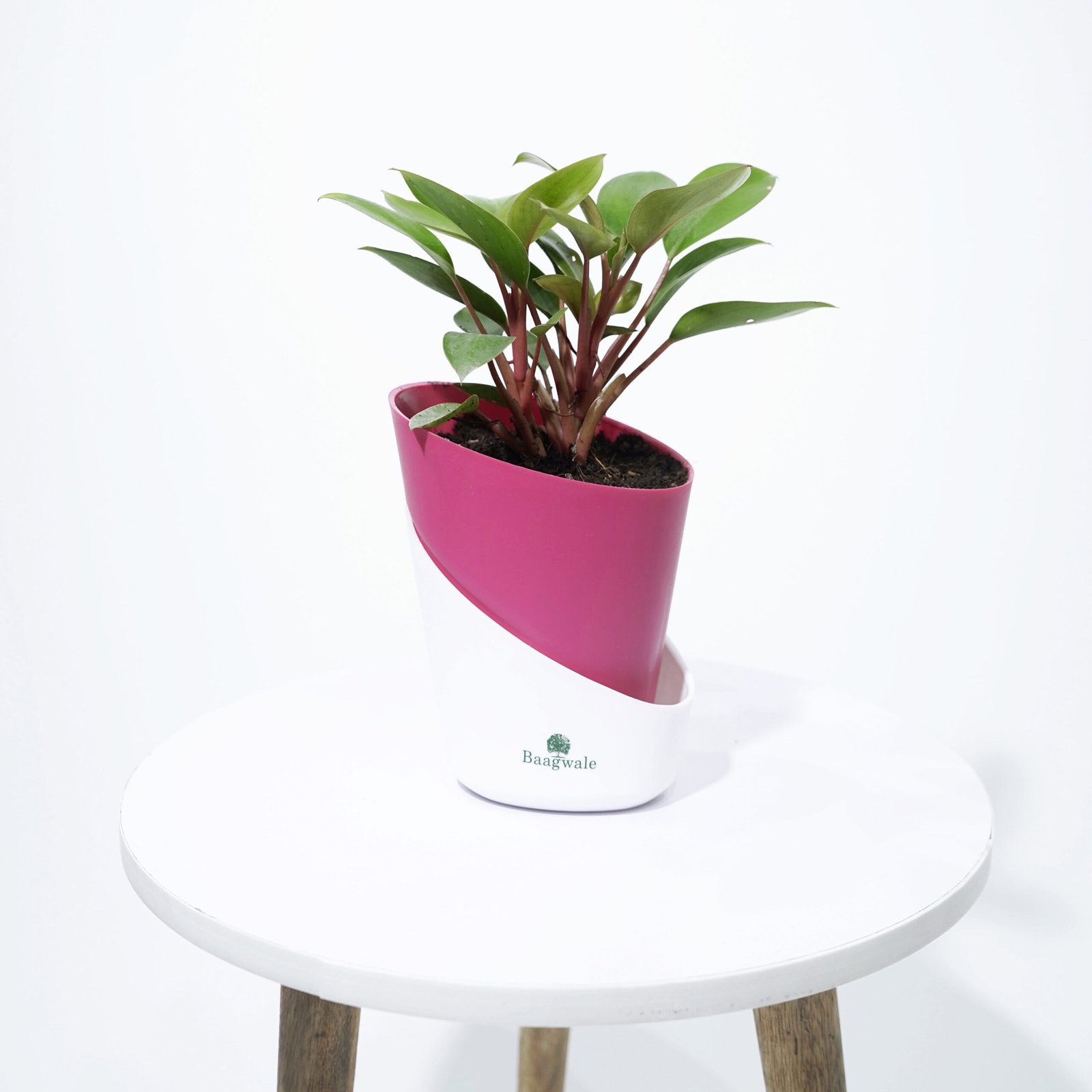 Philodendron Red Plant with Self-Watering Pot(BWSE037)