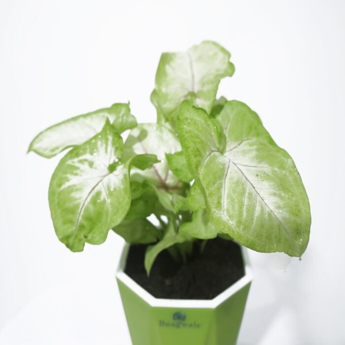 Syngonium White Plant