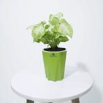 Syngonium White Plant