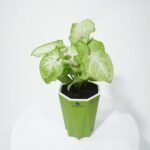 Syngonium White Plant