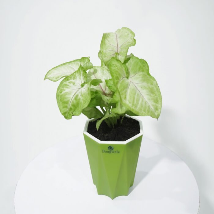 Syngonium White Plant