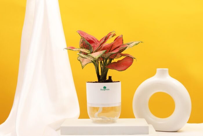 Aglaonema Pink Beauty