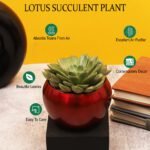 Lotus Succulent Plant